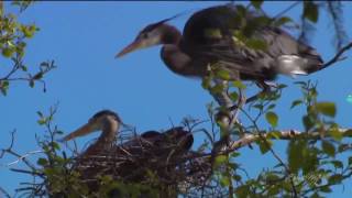 Ballard Locks Heron Colony  Spring [upl. by Edwine]