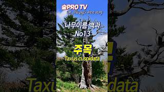 나무 이름 유래를 찾아서13 주목 Taxuscuspidata 나무이름백과 [upl. by Marley]