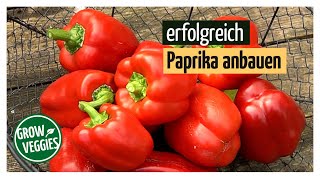 Paprika erfolgreich anbauen  Gemüseanbau im Garten [upl. by Nytsirt276]