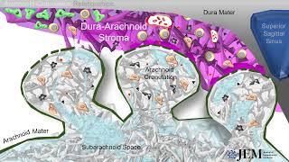 Arachnoid granulations are lymphatic conduits that communicate w bone marrow amp duraarachnoid stroma [upl. by Olonam375]