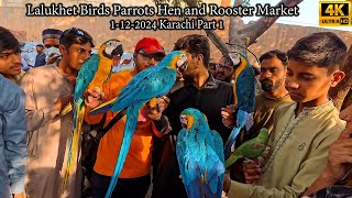 Lalukhet Birds Parrots Hen and Rooster Market 1122024 Part 1 Karachi Latest Updates [upl. by Ddot]