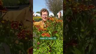 Helenium ‘Vicky’  Zones 5 to 9 shorts gardening plants [upl. by Atinehs]