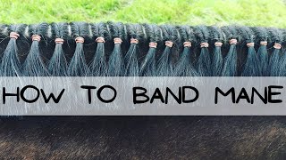 Mane Banding  How to get your bands to lay flat [upl. by Tristas]