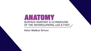 Surface anatomy and ultrasound of the anterolateral leg and foot [upl. by Eeluj331]