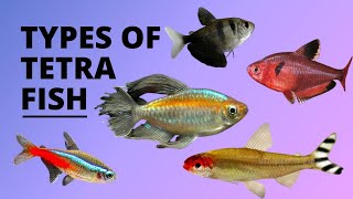 TYPES OF TETRA FISH [upl. by Ettenil]