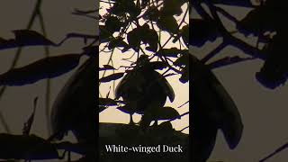 Whitewinged Ducks rooting tree subscribe duck shortsfeed shorts criticallyendangered [upl. by Ynnub]