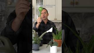 HOW TO KEEP YOUR PLANTS ALIVE WHILE ON VACATION 🌿 gardeningtips gardeningadvice [upl. by Novoj]