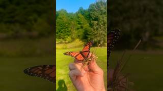 Monarch Butterfly Rescued [upl. by Valli]