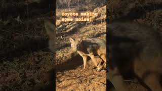 trap trapping coyote yotes yt shorts youtube fyi foryou [upl. by Phil891]