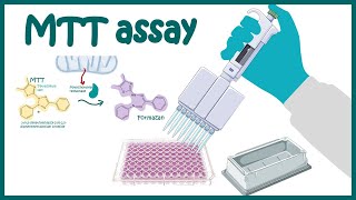 MTT assay  Cell Viability and Cytotoxicity determination using MTT assay [upl. by Rats]