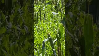 Brassica Mix is saving the failed corn plot deeraddiction nature hunting foodplots brassica [upl. by Eille]