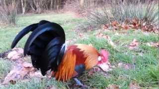 Gold Partridge Dutch Bantam Cockerel [upl. by Thissa910]