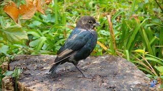 Unusual looking Cowbird 🐦 [upl. by Lipinski41]