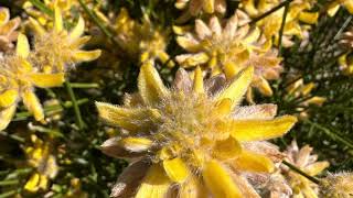 Genista Genista umbellata [upl. by Erret]