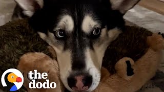 Dog Survived In The Wild For Years  The Dodo [upl. by Eniarda]