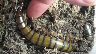 Waking Up Giant Centipede Ethmostigmus Trigonopodus [upl. by Aguayo]