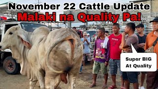 November 22 2024 Giant Cattle  Update Price [upl. by Illa]