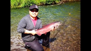 Bobber and Roe Drifting King Salmon in Alaska [upl. by Ronel867]