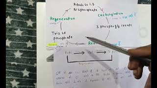 Trick to Celvin cycle  C3 cycle 😎😎😎 [upl. by Notsuh]