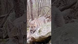 Bobcat Hunting the Stone Wall bobcat wildlife [upl. by Attenwahs]