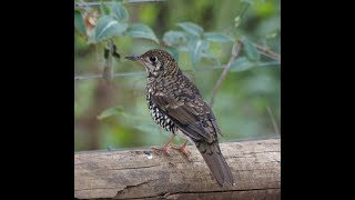 Bassian Thrush  A strange Bird  Bird that farts to catch earthworms  FacTime shorts YT fact [upl. by Shrier]