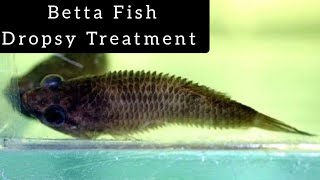 Dropsy  How to treat Dropsy disease in Betta Fish  தமிழ் [upl. by Rtoip537]