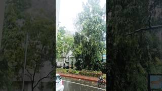 Fengal Puyalin Vettai Chennaiyil 😓shorts chennairains fengalcyclone socialthozha [upl. by Vallonia930]