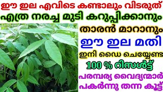 Natural Hair Dye  നരച്ച മുടി വേരോടെ കറുപ്പിക്കാനും താരൻ മാറാനും ഈ അത്ഭുത സസ്യത്തിൻ്റെ ഇല മതി [upl. by Elsy]