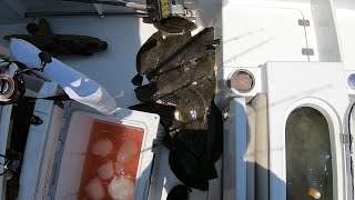 July 17th 2022 Wachapreague Virginia Flounder Fishing [upl. by Yelsnya]