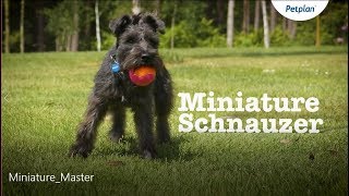 Miniature Schnauzer Dog Temperament Lifespan amp More  Petplan [upl. by Aretta723]