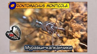 Муравьикапканчики заселяем  Odontomachus monticola [upl. by Assiren66]