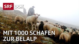 Die Schaftreiber vom Wallis  Kopf und Kragen für 1000 Schafe  Doku  SRF Dok [upl. by Keenan687]