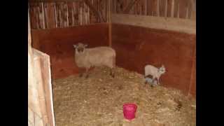 Brummer Farms Corn Maze and Pumpkin Patch Millerstown PA 101812 [upl. by Jocelin176]