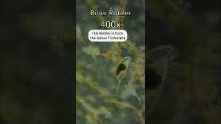 River Rotifer Business [upl. by Issor]