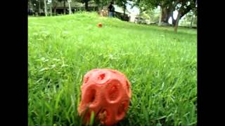 Documental Clathrus Ruber [upl. by Atnas265]