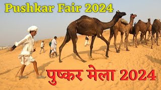 Pushkar Fair 2024 Full Video [upl. by Branscum]