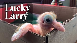 How to hand feed a 2 week old pigeon  Meet utility pigeon Lucky Larry  Fair Creek Farm [upl. by Fredenburg]