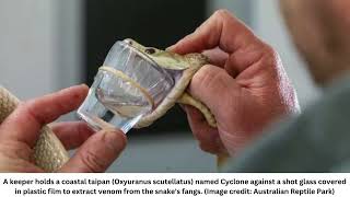 Deadly snake delivers enough venom to kill 400 humans in recordbreaking milking [upl. by Norrad]