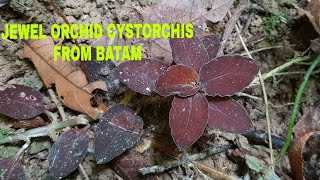 jewel orchid cystorchis asli dari batam [upl. by Dyanna]