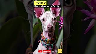 Top 10 Dog Breeds That You Never Heard Of dog [upl. by Dusen]