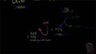 La photosynthèse 44  Le cycle de Calvin [upl. by Soirtimid]