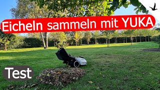 YUKA Kehr amp Mähroboter sammelt Eicheln🚩Das eindrucksvolle Test Experiment [upl. by Tolliver892]