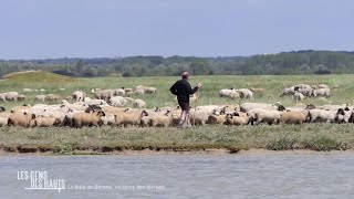 Les agneaux des prés salés une transhumance au rythme des marées [upl. by Ahders]