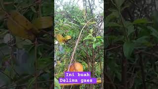 Buha yg maniss bikin senyum tambah manis delima buahdelima buah buahbuahan [upl. by Shayn]