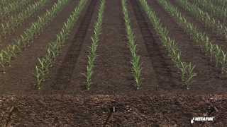 Subsurface drip irrigation for corn by Netafim [upl. by Guilbert]