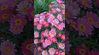 Argyranthemum frutescens Paris daisy marguerite or marguerite daisy in our home garden viral [upl. by Mace]