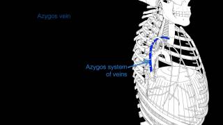 Intercostal veins [upl. by Ahtela]