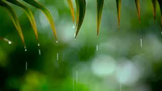 Rainy Day • Relax with Piano Melodies and Soft Rain Sounds  Sleep Study Relax [upl. by Bunny791]