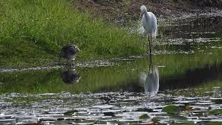 Plumed Egret n Lathams Snipe Hervey Bay Qld [upl. by Castora]