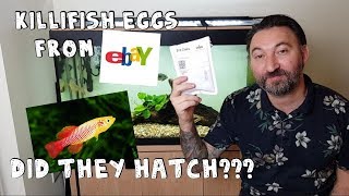 Buying killifish eggs from ebay will they hatch Is it legit or a scam Lets find out [upl. by Annice]